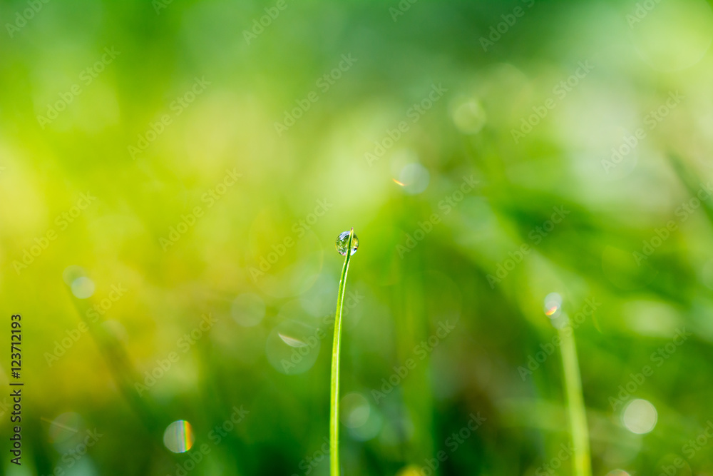 Fototapeta premium water drop