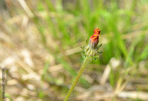 Herbst in der Toskana, Blume, Abschied