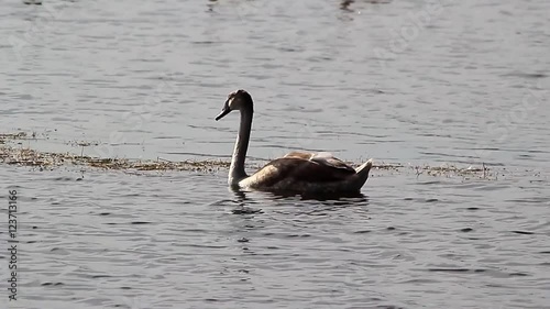 Covey of swans on a lake photo