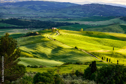 Gladiator Fields in Val d Orcia Tuscany