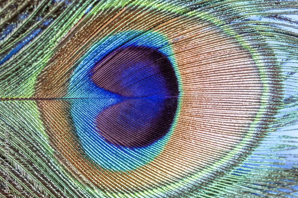 Fototapeta premium Peacock feather
