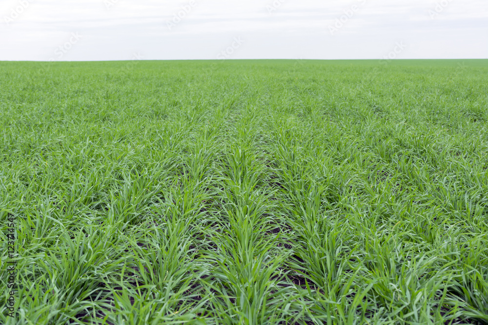 field covered with green grass, young wheat grass to the horizon field covered with green grass, young wheat grass to the horizon