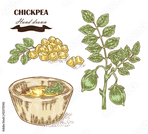 Hand drawn chickpea plant. Seeds, chickpea leaves and plate with pea