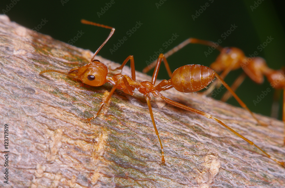 Red ant working on tree