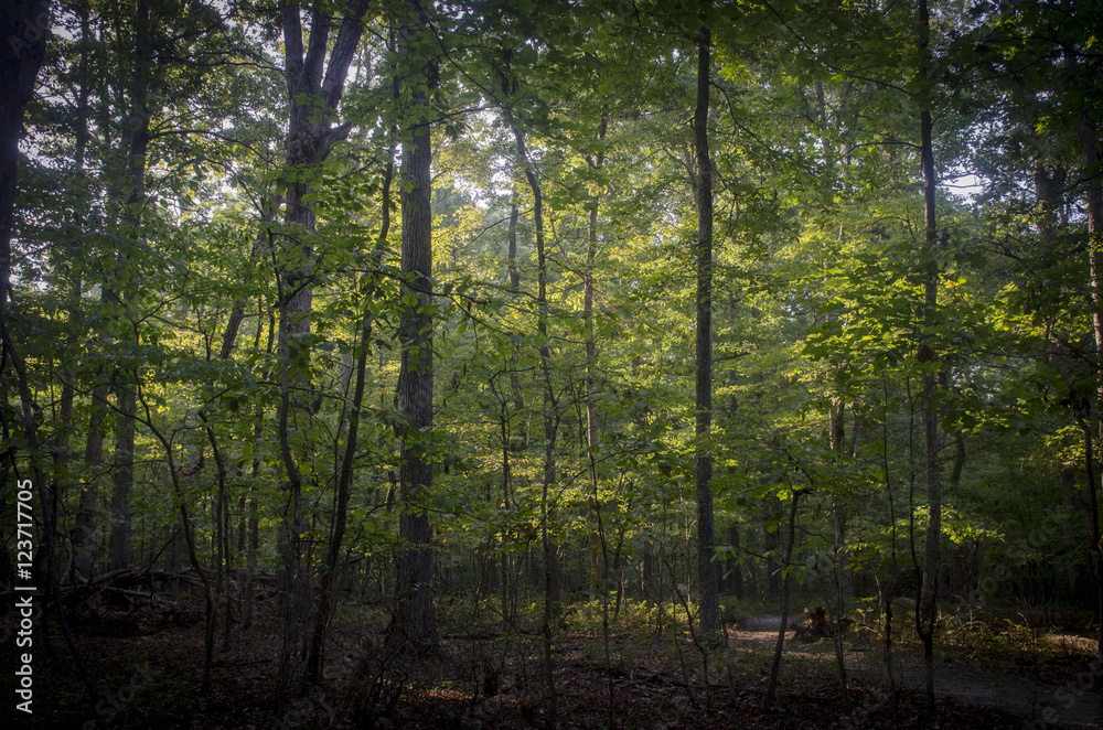 Obraz premium Wilderness Battlefield, early morning light