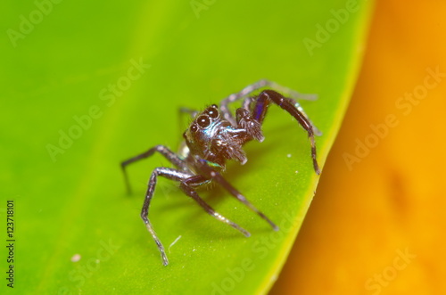 Small jump spider on green leaf