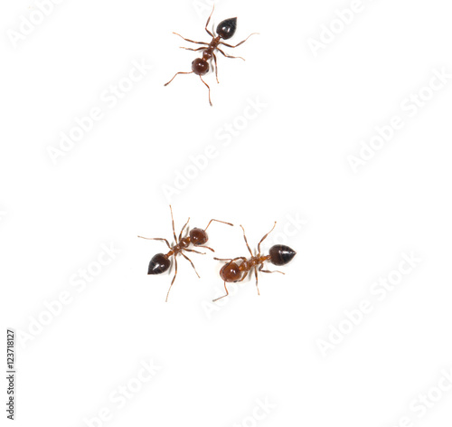 ants on a white background