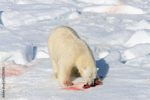 Polar bear on the pack ice north of Spitsbergen