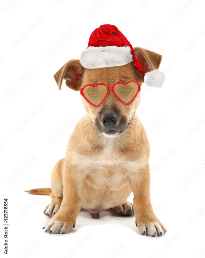 Funny puppy in stylish sunglasses and Santa Claus hat isolated on white Funny puppy in stylish sunglasses and Santa Claus hat isolated on white