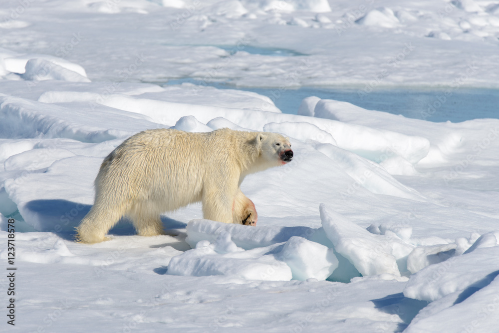 Polar bear on the pack ice north of Spitsbergen Polar bear on the pack ice north of Spitsbergen