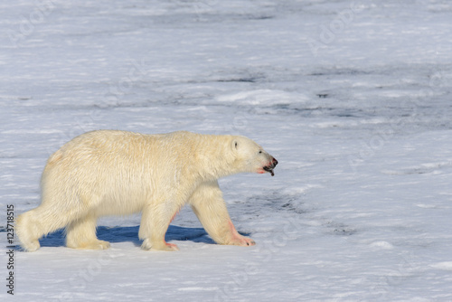 Polar bear on the pack ice north of Spitsbergen