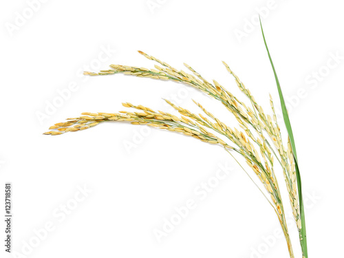 rice plants, grains of Thai jasmine rice isolated on white backg