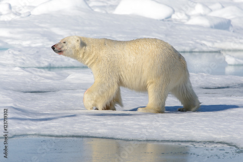 Polar bear on the pack ice north of Spitsbergen