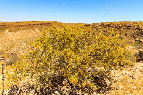 Bright yellow bush in desert