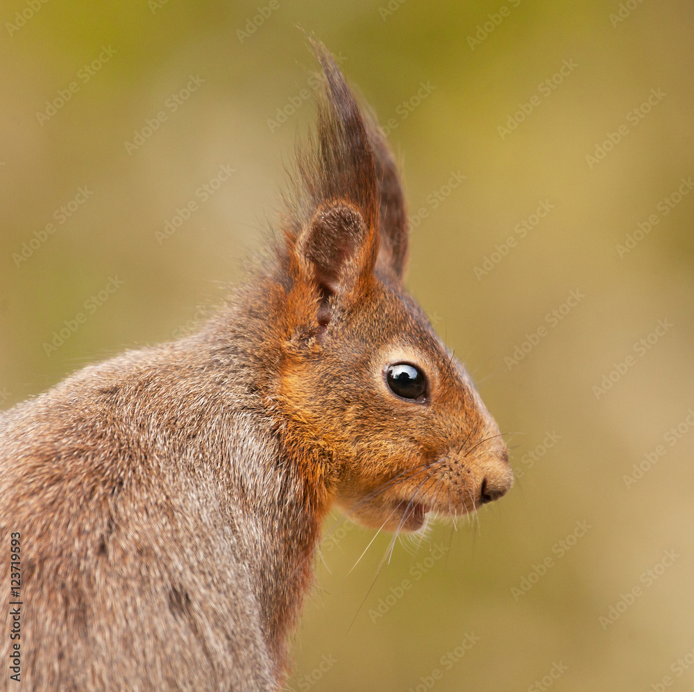 Obraz premium Squirrel, Sciurus vulgaris