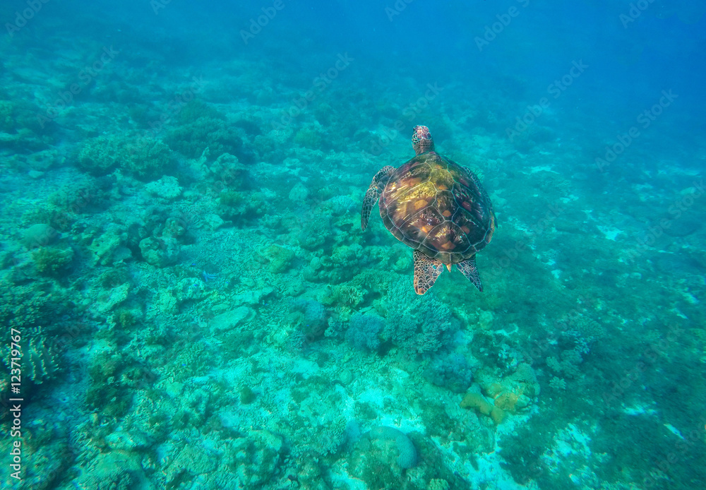 Naklejka premium Snorkeling with turtle in lagoon.