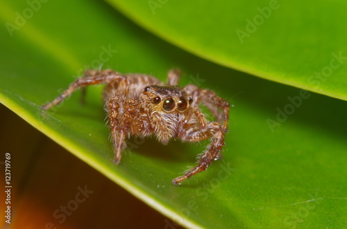 Small jump spider on green leaf