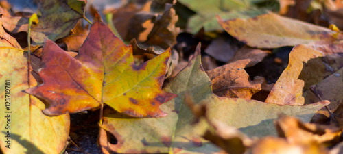  Herbstliche Blätter am Boden, Hintergrundgrafik, Breitbild