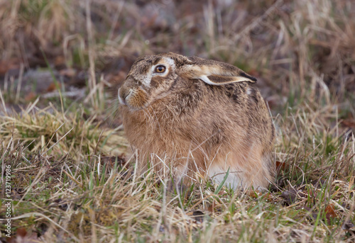 Wild Hare sitting in woods