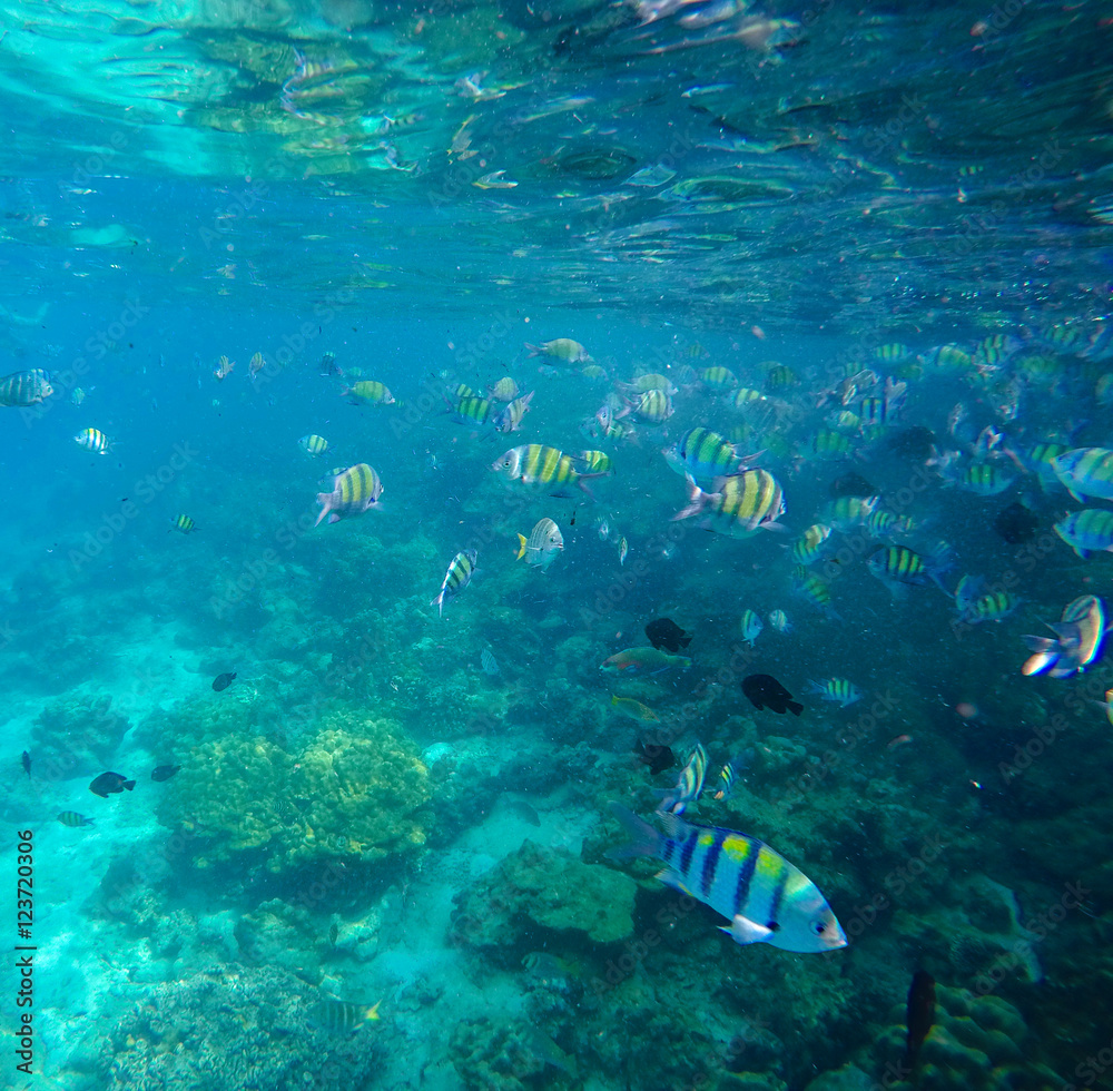 Naklejka premium Underwater landscape with colorful coral fishes.