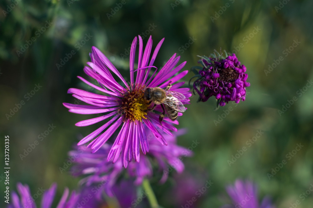 Obraz premium Macro bee in purple flower