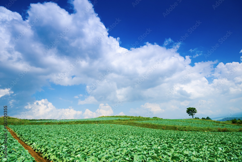 Obraz premium 嬬恋村のキャベツ畑