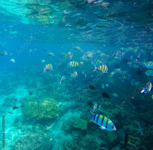 Underwater landscape with colorful coral fishes.