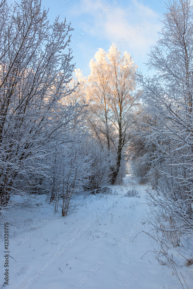 Trail through a snowy forest Trail through a snowy forest