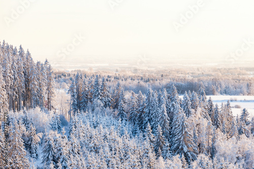 View of the forest in winter