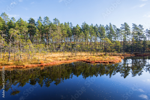 Pine forest on the bog by the lake