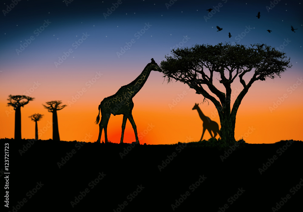 Naklejka premium giraffe al tramonto