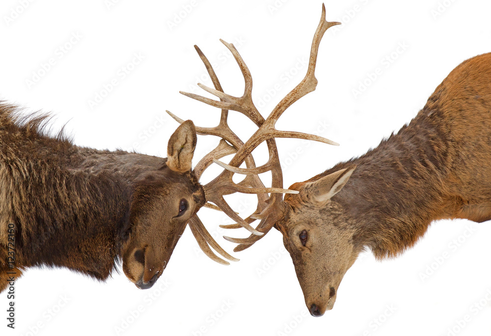 Obraz premium Two elk with large antlers isolated on a white background fighting