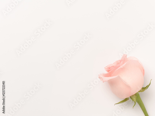 Beautiful rose on a white  background.