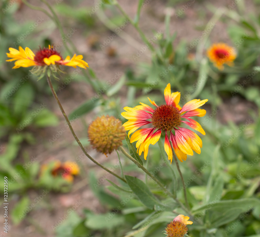 yellow flower with red mid yellow flower with red mid