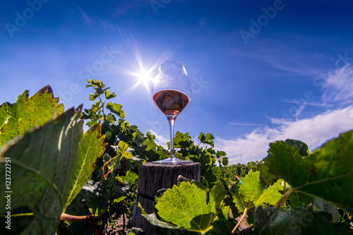 Red wine in glass in the middle of a vineyard. Artistic HDR image photo