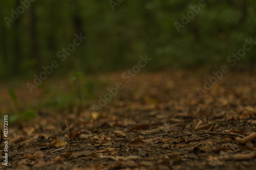 Autumn leaves with blurred background in the forest