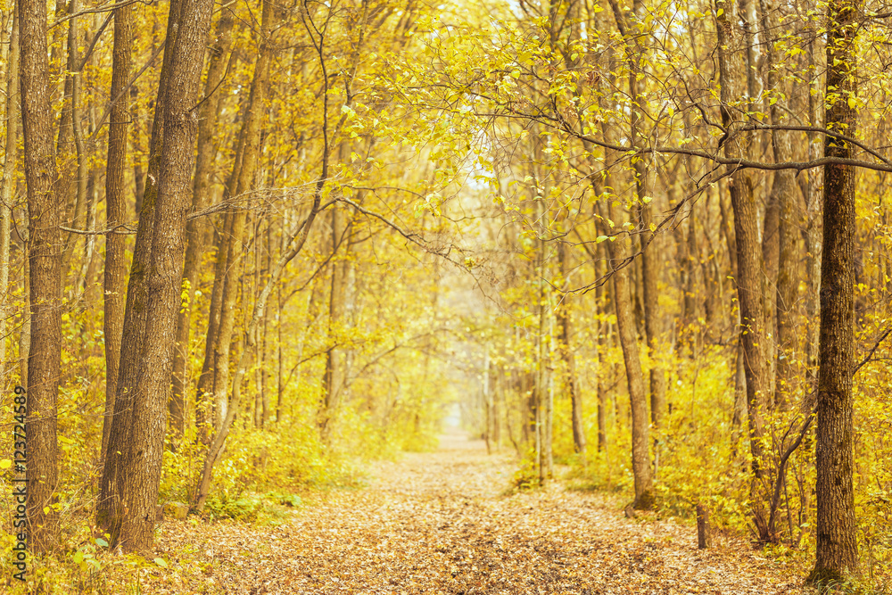 Beautiful romantic alley in park with colorful trees. autumn background