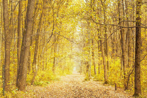 Beautiful romantic alley in park with colorful trees. autumn background © Feel good studio