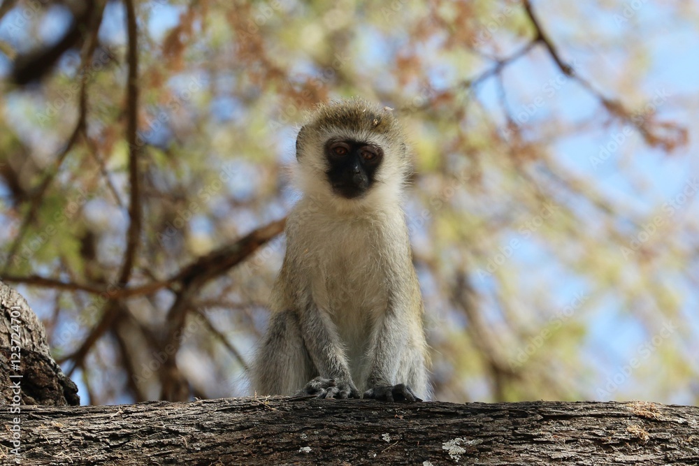 Obraz premium monkey