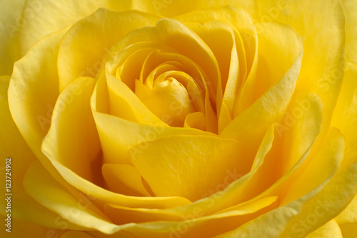 A beautiful yellow rose.
