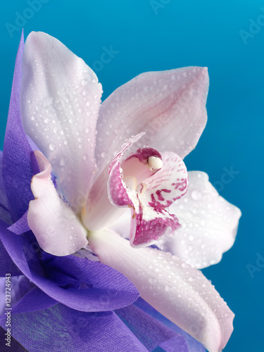 Fototapeta Naklejka Na Ścianę i Meble -  bouquet of magenta orchids on the beautiful blue background