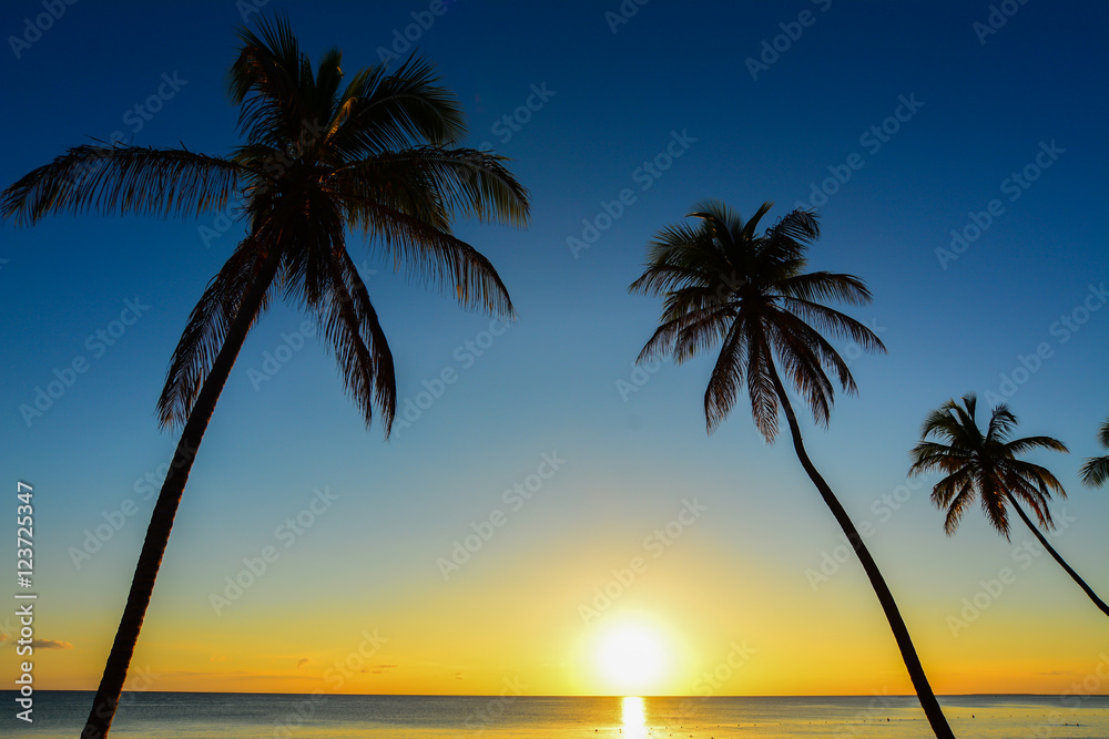 Beautiful silhouette palm tree on seaside beach at summer season.