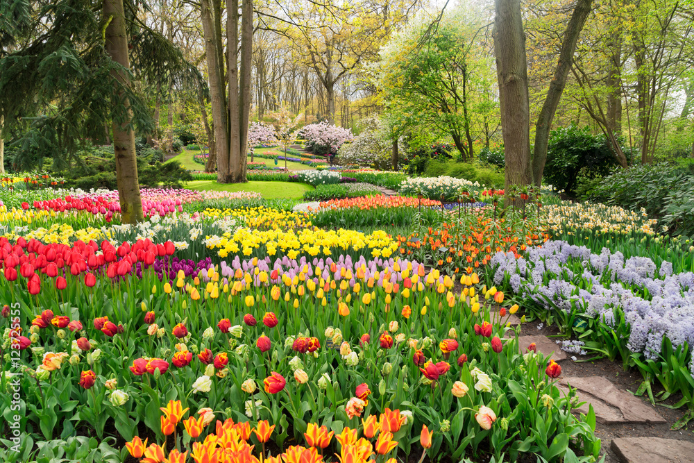 Colourful Tulips Flowerbeds and Path in an Spring Formal Garden