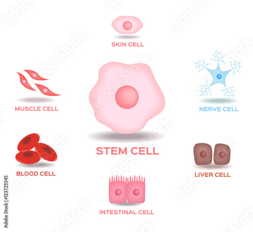 Illustration of the Human Stem Cell Applications on a white background