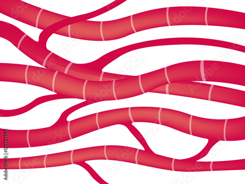 muscle tissue, cardiac muscle. Vector scheme