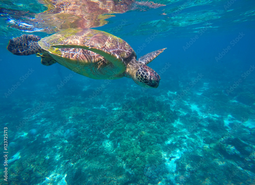 Obraz premium Snorkeling with sea tortoise n lagoon