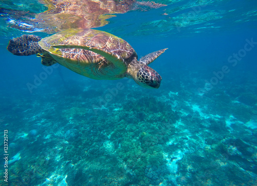 Snorkeling with sea tortoise n lagoon