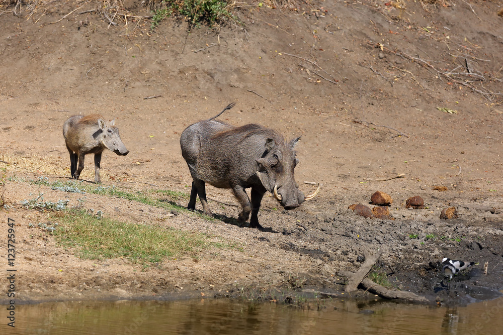 The common warthog (Phacochoerus africanus) going to the waterhole with young The common warthog (Phacochoerus africanus) going to the waterhole with young