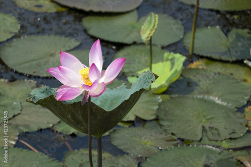 white lotus blooming   White lotus color flowers on the pond  Lotus   White Lotus.Beautiful waterlily or lotus flower in pond.Beautiful waterlily or lotus flower blooming in the pond.