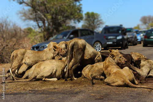 African lion feeding on a kill in the middle of the road